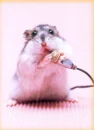 singing hamster