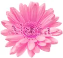 Alecia in a pink flower