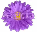 Alecia in purple flower