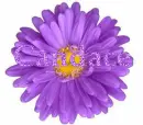 Candace in purple flower