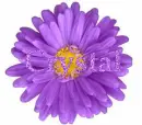 Crystal in purple flower