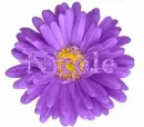 Nicole in purple flower