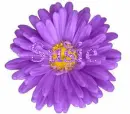 Susie in purple flower