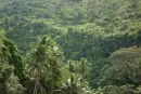 forest trees.....
