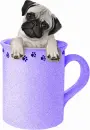 Cup Of Pug