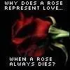 a rose dies