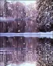 Reflecting Water with Snow-Covered Trees and Falling Snow