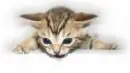 Cute Kitty