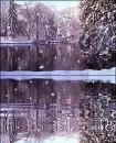 Reflecting Water with Snow-Covered Trees and Falling Snow