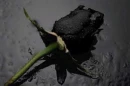 Black Rose