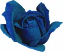 Blue Rose