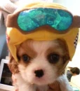 Cute Puppy