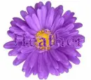 Heather in purple flower