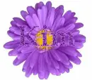 Kim in purple flower