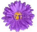 Lynn in purple flower