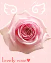 LOVELY ROSE