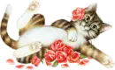 cat