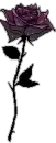 black rose