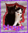 cats huging