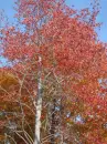 East Coast Trees