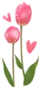 pink tulips