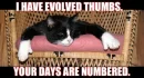 Cat Thumbs