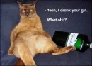 Drank Your Gin