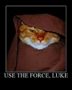 Star Wars Cat