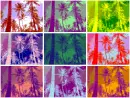 Palm Trees Colorful