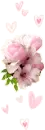 pink rflowers