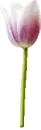 A Single Tulip