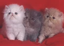 Three Little Kittens