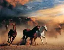 horses rock