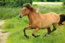 runnig free horses