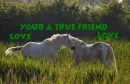 a true friend