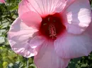 Summer Promise