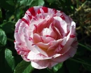 Pretty Rose