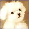 fluffy puppy