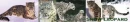 Snow Leopards