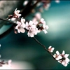 blossom