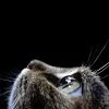 Cat face