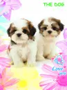 Puppies - Love You