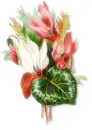 Tropical Flowers