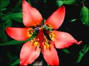 Tropical Flower