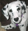 puppy dog