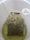 cute kawaii tea bag in a cup