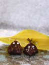 cute kawaii seeds under a leaf