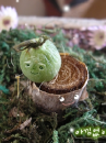 cute kawaii nature growing old