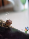 cute kawaii snail & lil boy