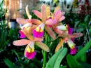 Beautiful Tropical Flowers